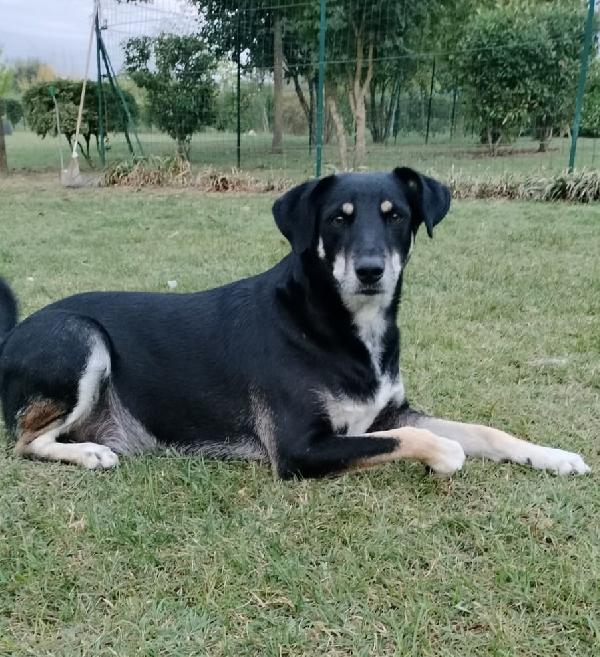 Tyson 3 anni abbandonato dopo 2 anni di adozione cerca una nuova opportunità  Foto 5